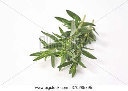 Fresh Rosemary Isolated On White Background. Aromate Herb.