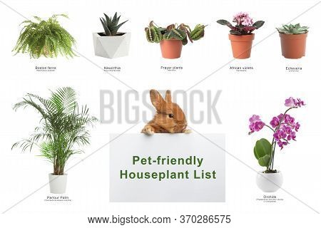 List Of Pet-friendly Houseplants On White Background