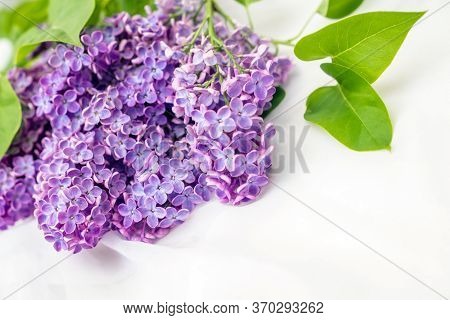 The Branch Of Purple Orchids On White Fabric Background