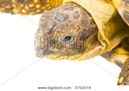 Testudo Horsfieldi