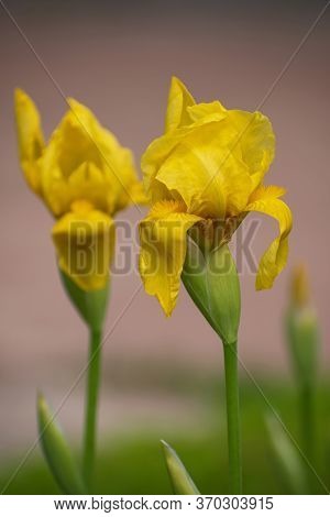Two Yellow Iris Flowers On Blurred Pink Background. Spring Or Summer Time