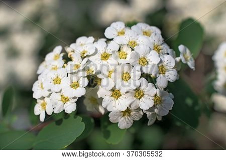 Inflorescence Of Small Whight Spirea Flowers And Green Leaves On The Blurred Light Multicolored Flor