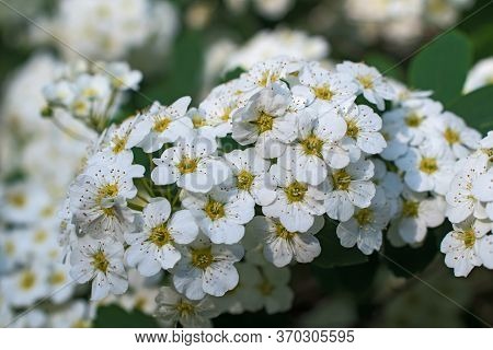 Inflorescence Of Small Whight Spirea Flowers On The Blurred Light Multicolored Floral Background