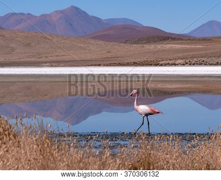 Flamingo In A Colorful Mountain Landscape In Atacama Desert, Chile