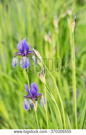 Wild Violet Iris Flowers With Buds On Blurred Greenery Floral Background