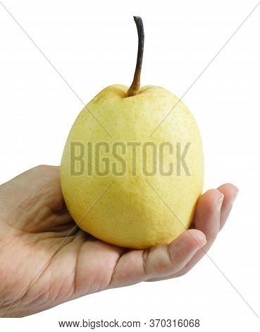 Fresh Fruit, Hand Hodling Sweet Nashi Pear, Asian Pear Or Pyrus Pyrifolia Fruit Isolated On White Ba