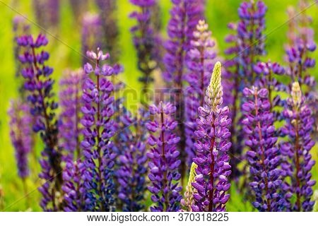 Bunch Of Lupines Summer Flower Background. Lupinus, Lupin, Lupine Field With Pink Purple And Blue Fl