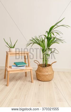 Plant Howea And Aloe Vera With Books. Vertical Format. Plant Home Decoration