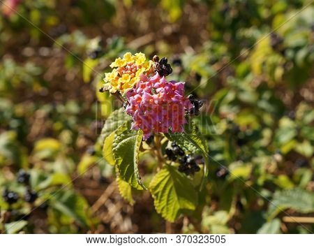 Lantana Camara Beautiful Full Blossom And Fruits