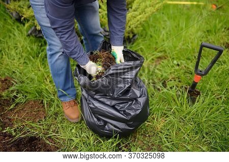 Man Diging Holes A Shovel For Planting Juniper Plants In The Yard. Seasonal Works In The Garden. Lan