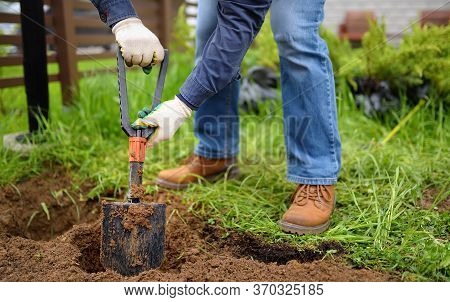 Man Diging Holes A Shovel For Planting Juniper Plants In The Yard. Seasonal Works In The Garden. Lan