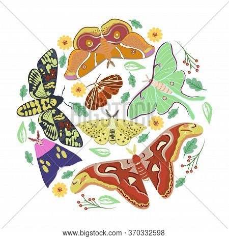 Set Of Moths On A White Background. Vector Image