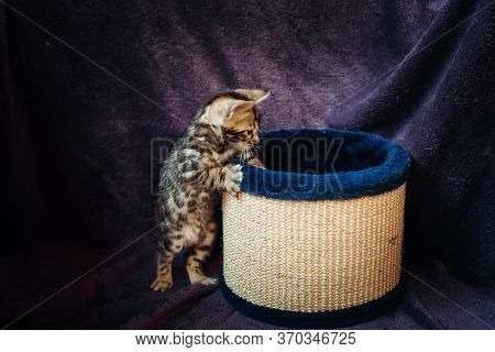 Playful Curious Bengal Kitten Near Its Scratching Post, On The Background Of A Crimson Plaid