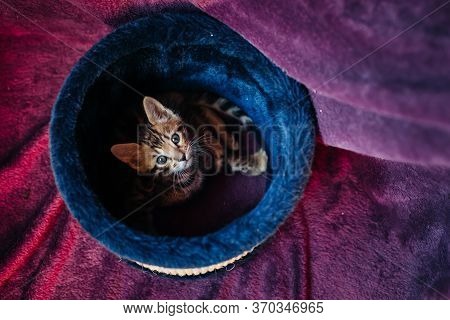 A Playful Bengal Kitten Looks At The Camera From The Top Of Its Scratching Post
