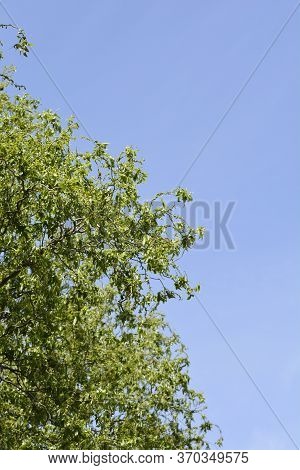 Dragons Claw Willow Tree Against Blue Sky - Latin Name - Salix Matsudana Tortuosa
