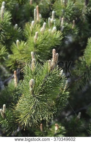 Dwarf Mountain Pine Mughus - Latin Name - Pinus Mugo Mughus