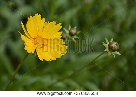 Large-flowered Tickseed Sonnenkind Flower - Latin Name - Coreopsis Grandiflora Sonnenkind