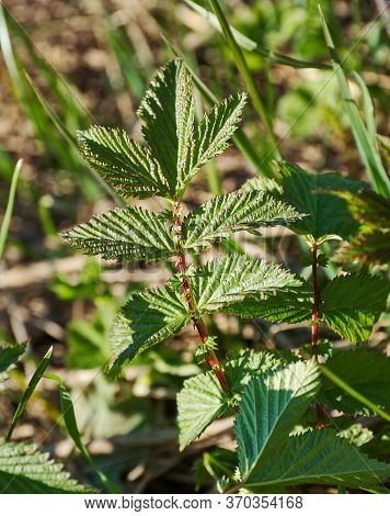 Young Leaves Filipendula Ulmaria