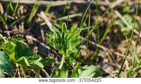 Young Leaves Alchemilla Vulgaris