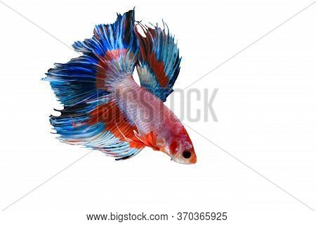 Siamese Fighting Fish,  Beautiful Tail Of Red,blue & Pink Fighting Fish On White Background.colourfu