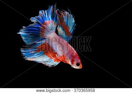 Siamese Fighting Fish,  Beautiful Tail Of Red,blue & Pink Fighting Fish On Black Background.colourfu