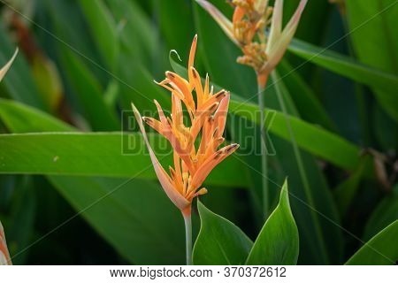 Heliconia Psittacorum Flower In Singapore. (golden Torch) Flowers With Leaves.