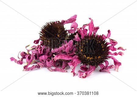 Dried Echinacea Flowers, Isolated On White Background. Petals Of Echinacea Purpurea. Medicinal Herbs