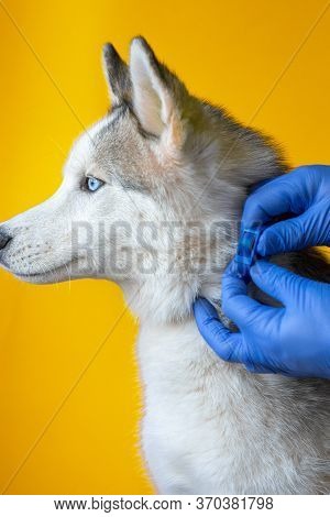 Wearing An Antiparasitic Collar On A Husky Dog By A Veterinarian In Sterile Gloves. Pet Care. Preven