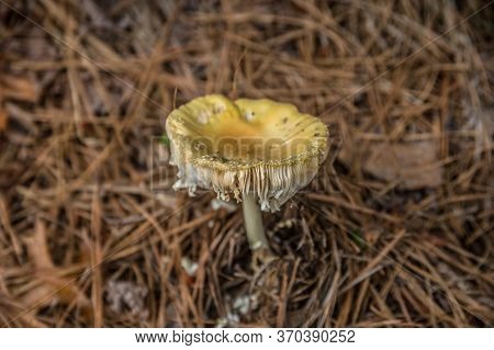 A Large Yellow Concave Mushroom Tattered Fully Opened Emerged From The Forest Floor Of Pine Needles 