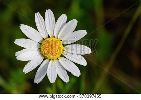 Closeup Of Bright Medicinal Chamomile On The Field
