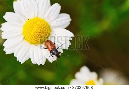 Closeup Of Beetle On The Bright Medicinal Chamomile On The Field