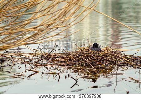 Bird Nest On Water. The Eurasian Coot Or Fulica Atra Nests On The Water.