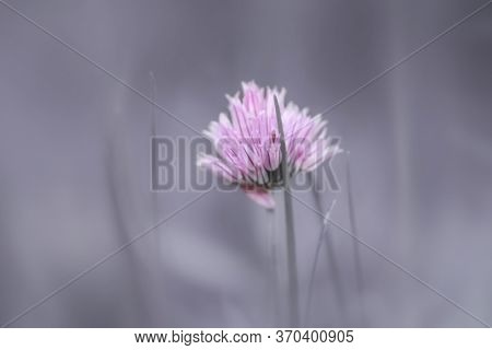 Great Masterwort flower in the meadow with shallow depth of field
