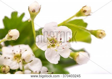Hawthorn (crataegus Monogyna)  Flowers Isolated On  White Background