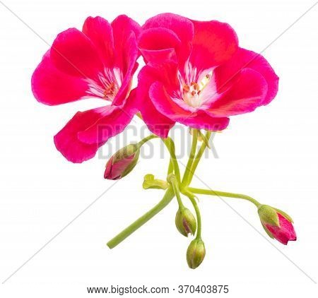 Red Pelargonium Flowers Isolated On White Background