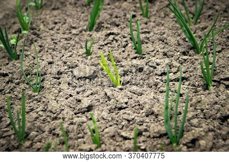 Onions Growing In The Garden In Rows At Open Ground Farm. Garden Bed With Onions, Gardening And Farm