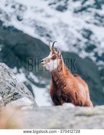Red Fox In The Early Summer In High Tatras Region In The Tatra National Park (tanap), Slovakia.