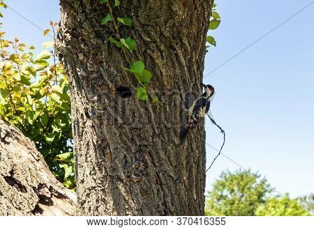 Small Spotted Woodpecker And Its Nest. Is A Member Of The Woodpecker Family Picidae. Small Spotted W