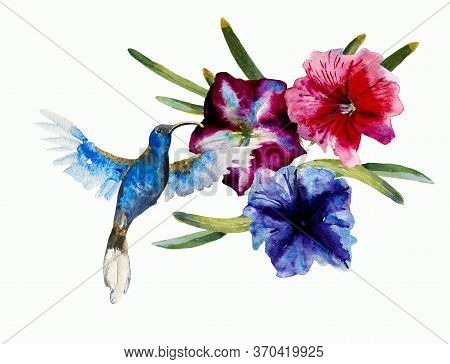 Blue Small Flying Humming Bird Violet Sabrewing Fly Into The Blue And Purple Petuny Flowers. Abstrac