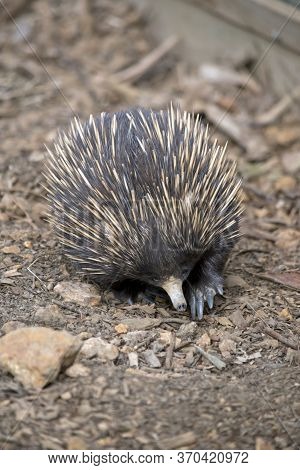The Echidna Has Cream Quills To Potect Itself And A Long Nose To Look For Ants