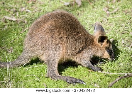 The Joey Swamp Wallaby Has A Brown Body White Cheeks And A Blacki Mask