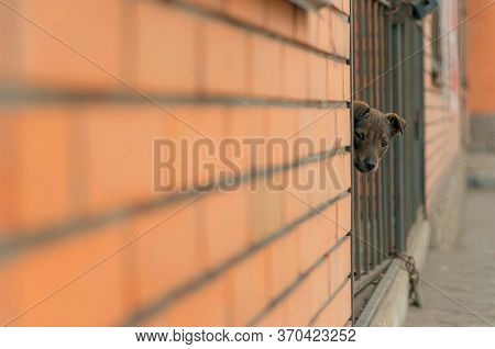 Puppy Looking At The Camera, Sad Look, Stray Animal, Brick Wall
