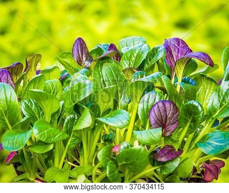 Background Of Fresh Organic Spinach. Healthy Eating Selective Focus.