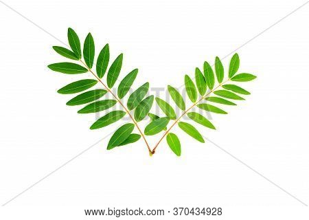 Cassia Siamea Leaf Isolated On White Background