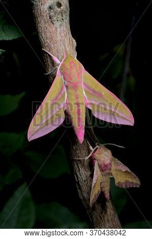 Large And Small Colorful Elephant Hawk Moth Side By Side For Comparison, On A Branch.