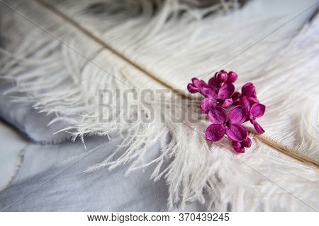 Five-pointed Lilac Violet Flowers On A White Ostrich Feather. A Lilac Luck - Flower With Five Petals