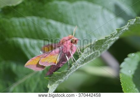 Small Elephant Hawk Moth Side Profile Amongst Leaves In Sunlight