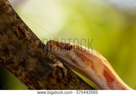 Beautiful Python Molurus Albina On Tree Branch