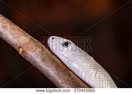 The Texas Rat Snake (elaphe Obsoleta Lindheimeri ) Is A Subspecies Of Rat Snake, A Nonvenomous Colub