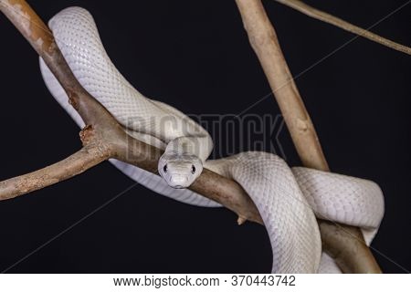 The Texas Rat Snake (elaphe Obsoleta Lindheimeri ) Is A Subspecies Of Rat Snake, A Nonvenomous Colub